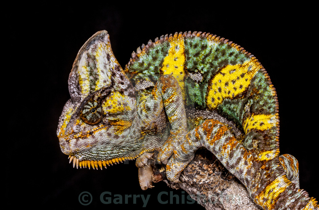 "Beauty of the Yemen Chameleon" stock image