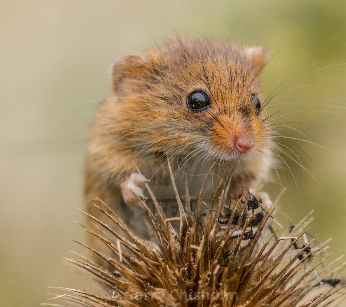 "Up close" stock image