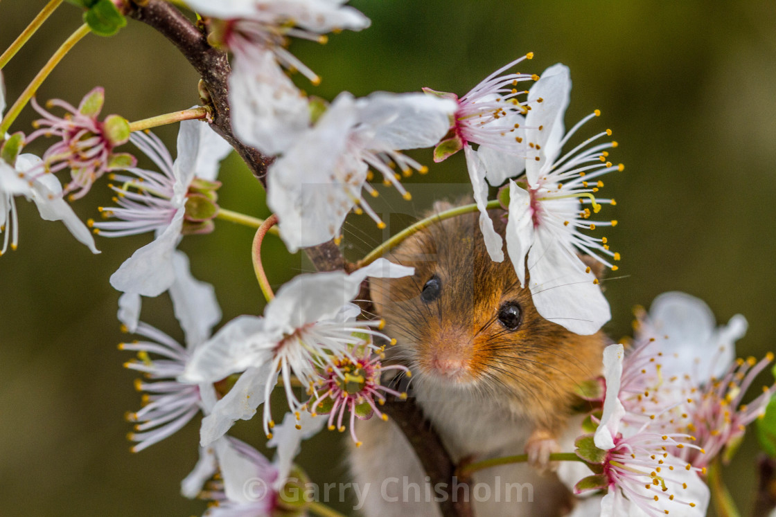 "Spring is here" stock image