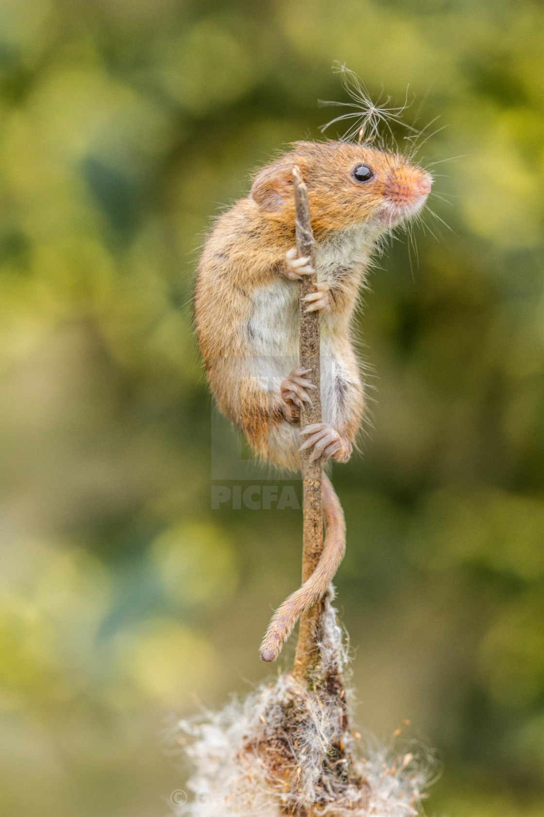 "Top of the world" stock image