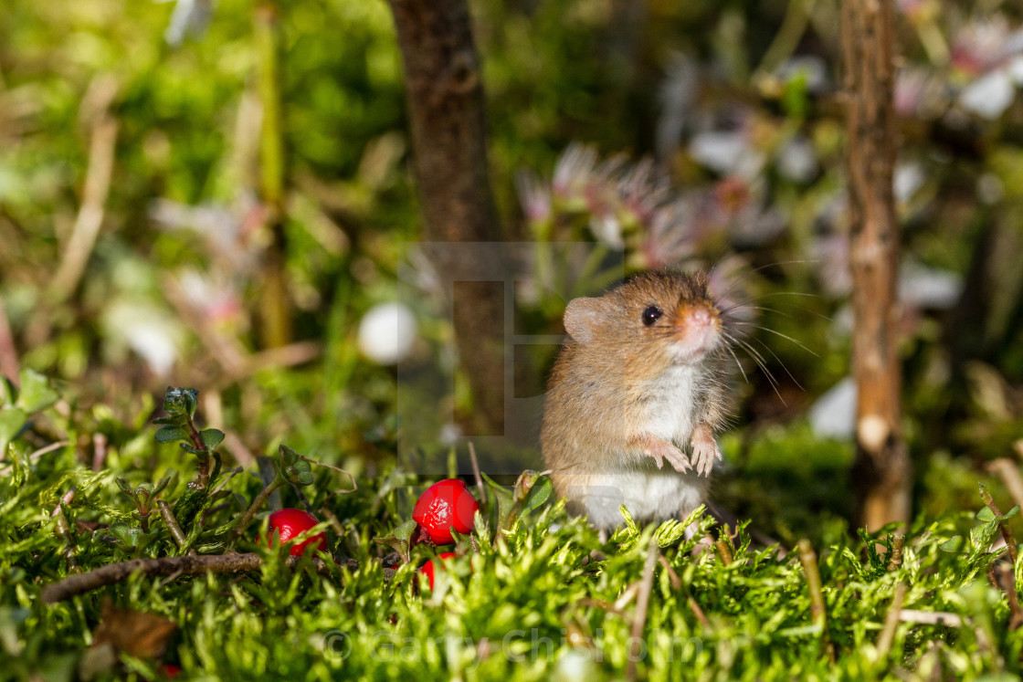 "Glorious Mother Nature" stock image