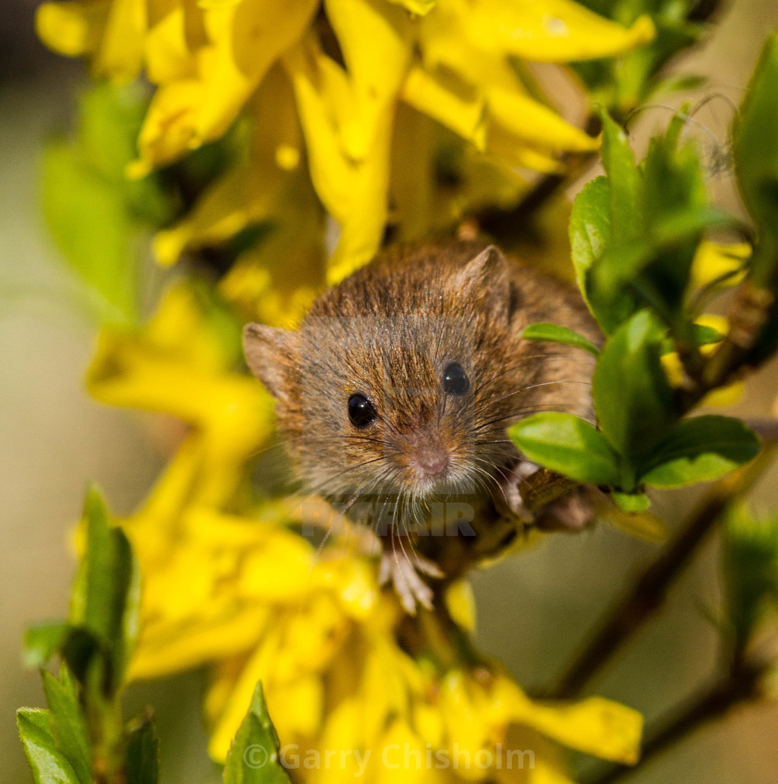 "Amongst the Jasmine" stock image