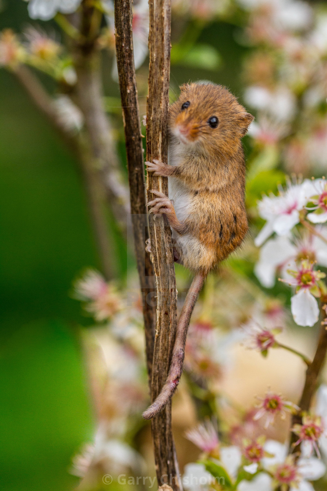 "Little poser" stock image