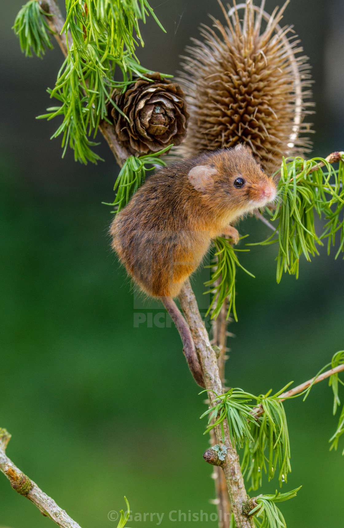 "Nature" stock image