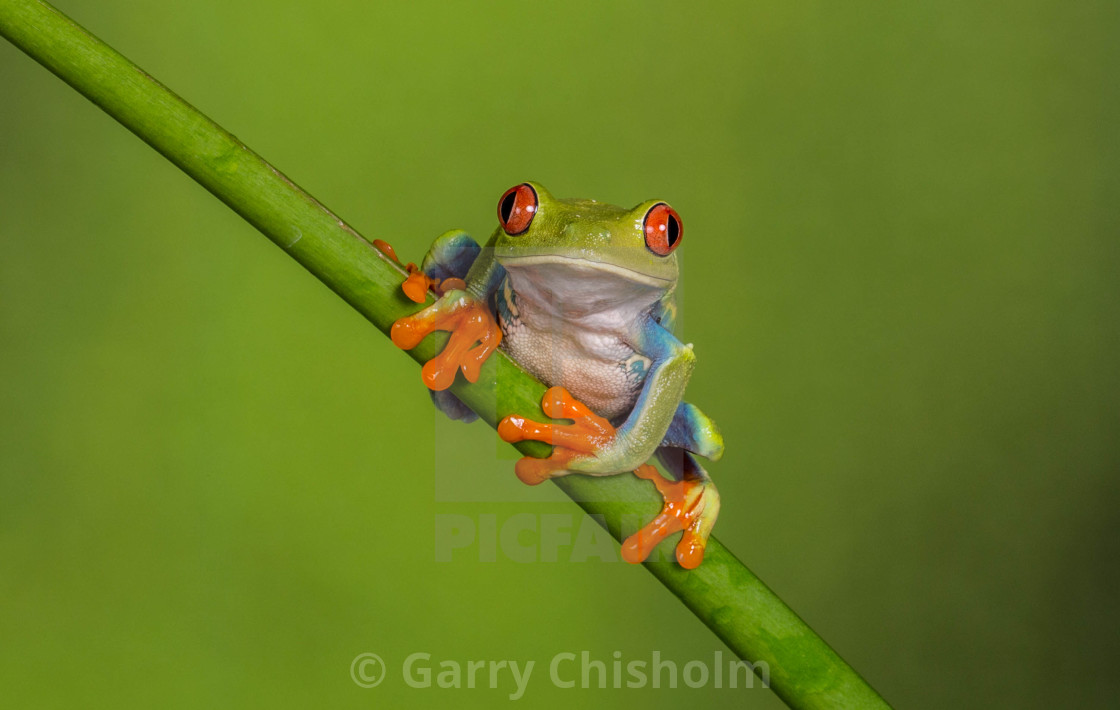 "Tree Frog" stock image