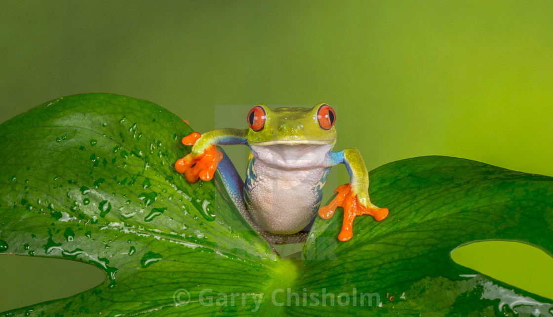 "Palm leaf frog" stock image