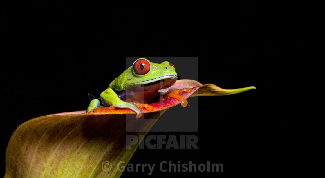 "Flower frog" stock image