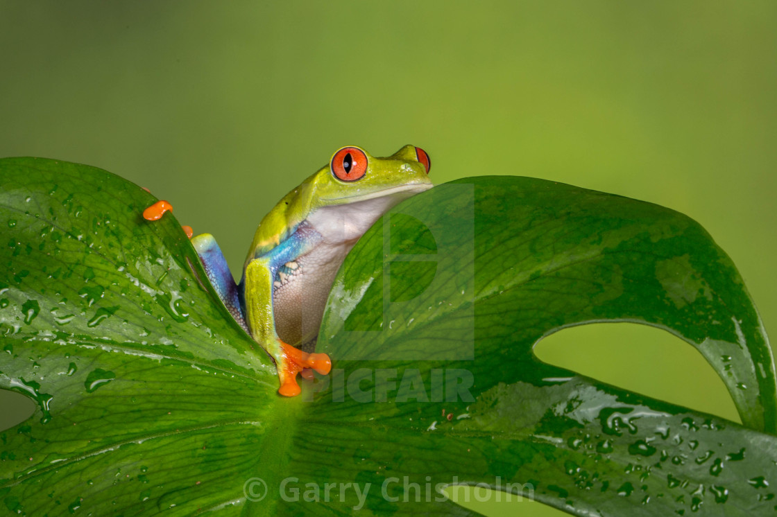 "Peekaboo" stock image