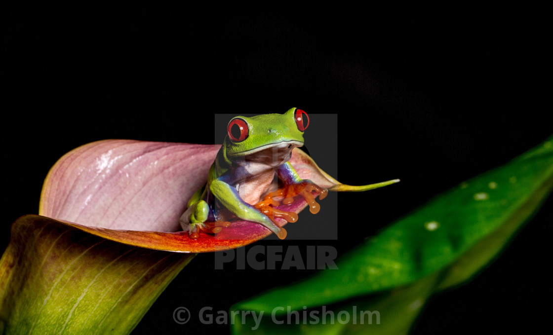 "Lily frog" stock image