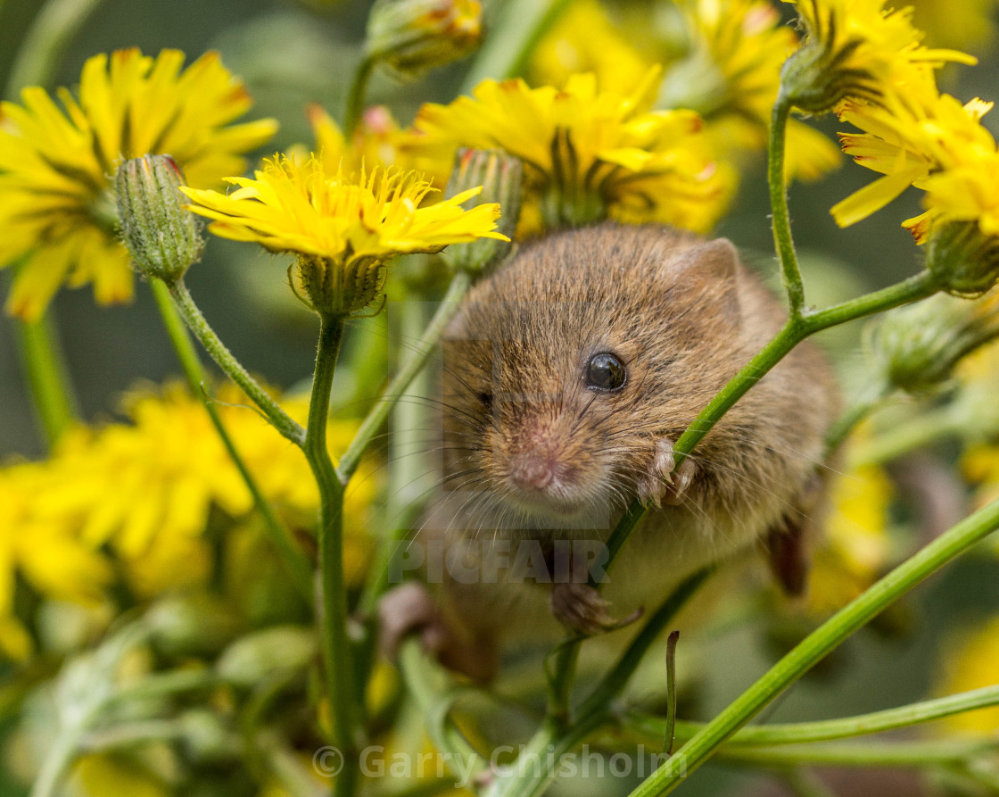 "Amongst the wildflowers" stock image