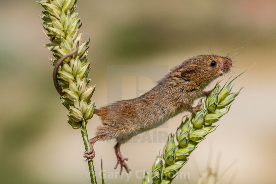 "One giant step for mousekind" stock image