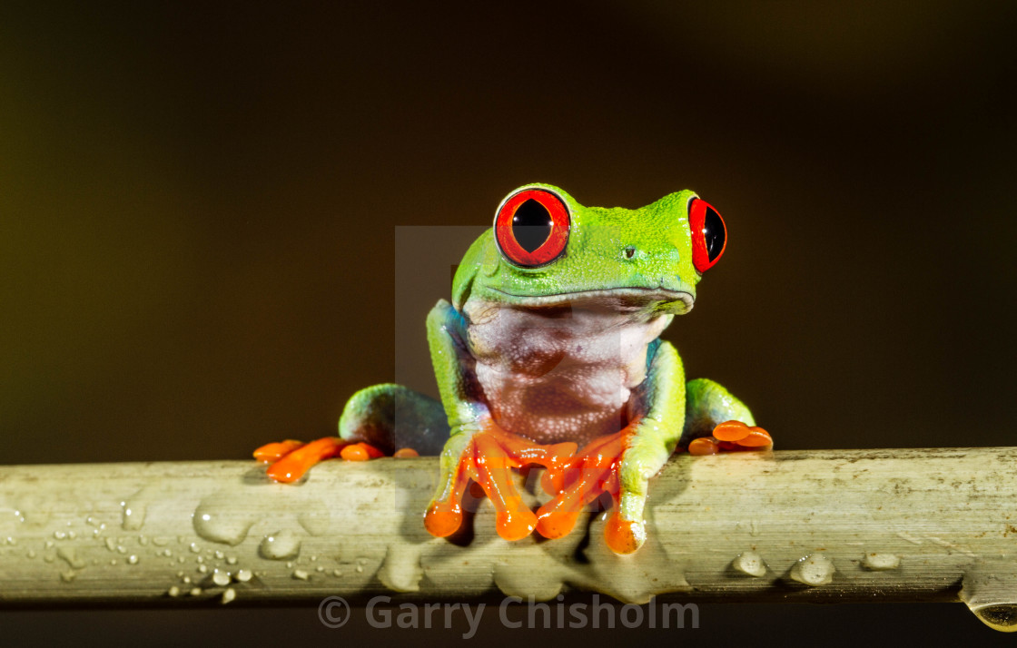 "Sitting pretty" stock image