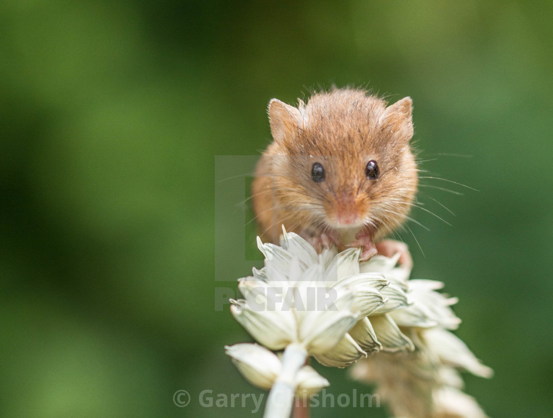 "Weetamouse" stock image