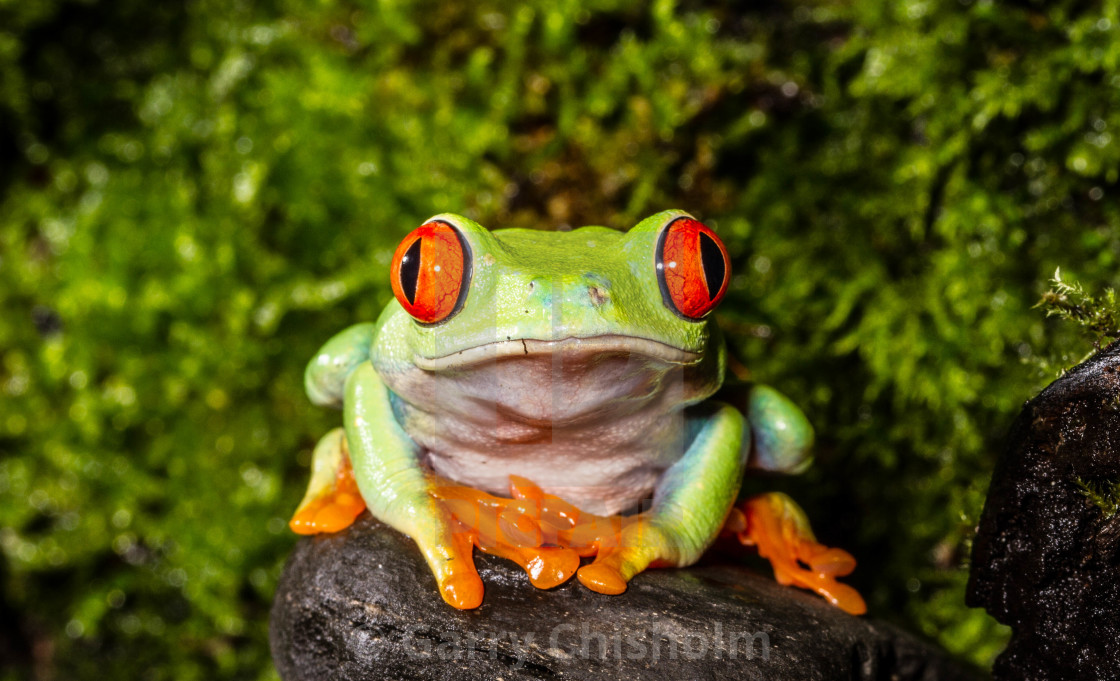 "Grumpy frog" stock image