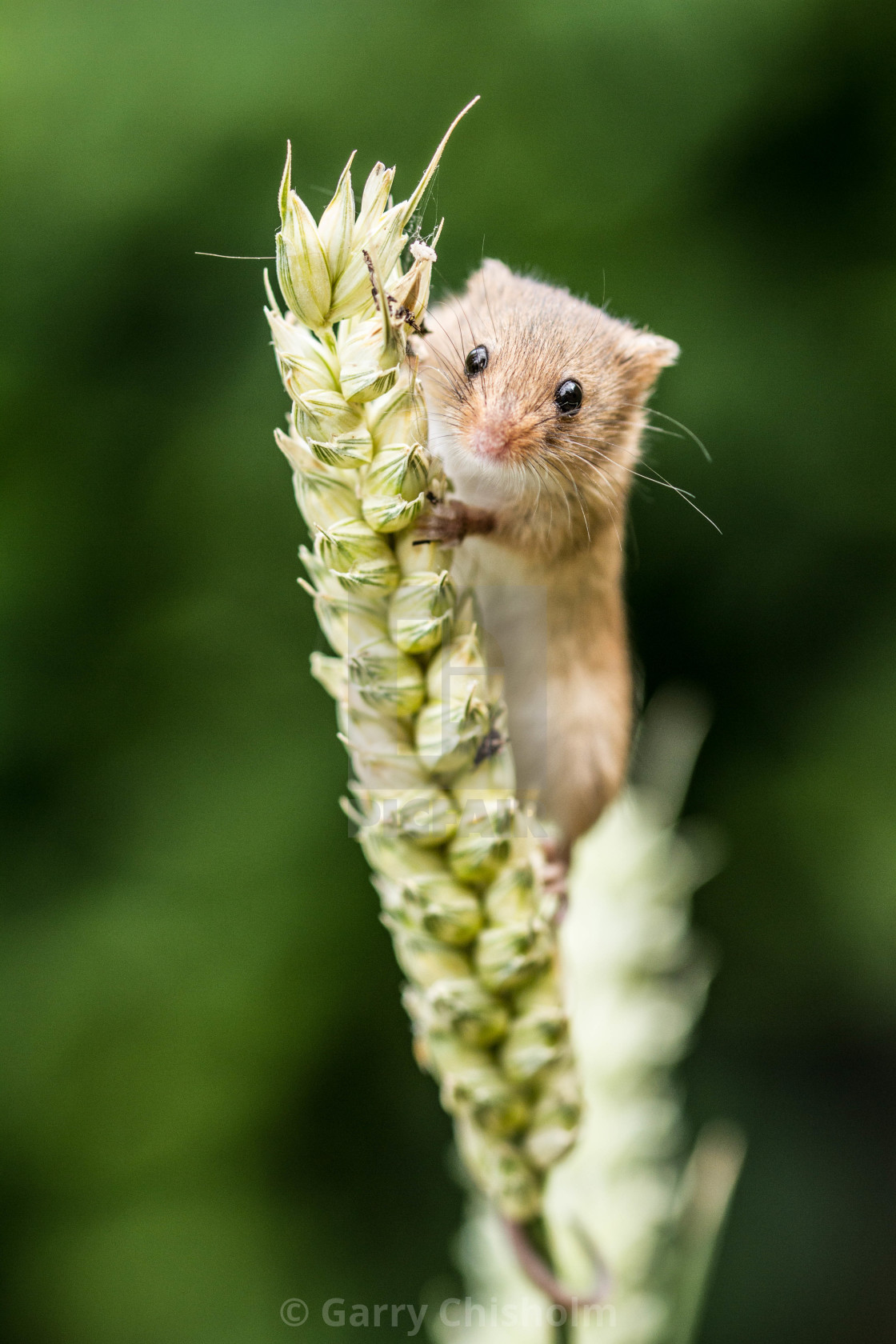 "On the wheat" stock image