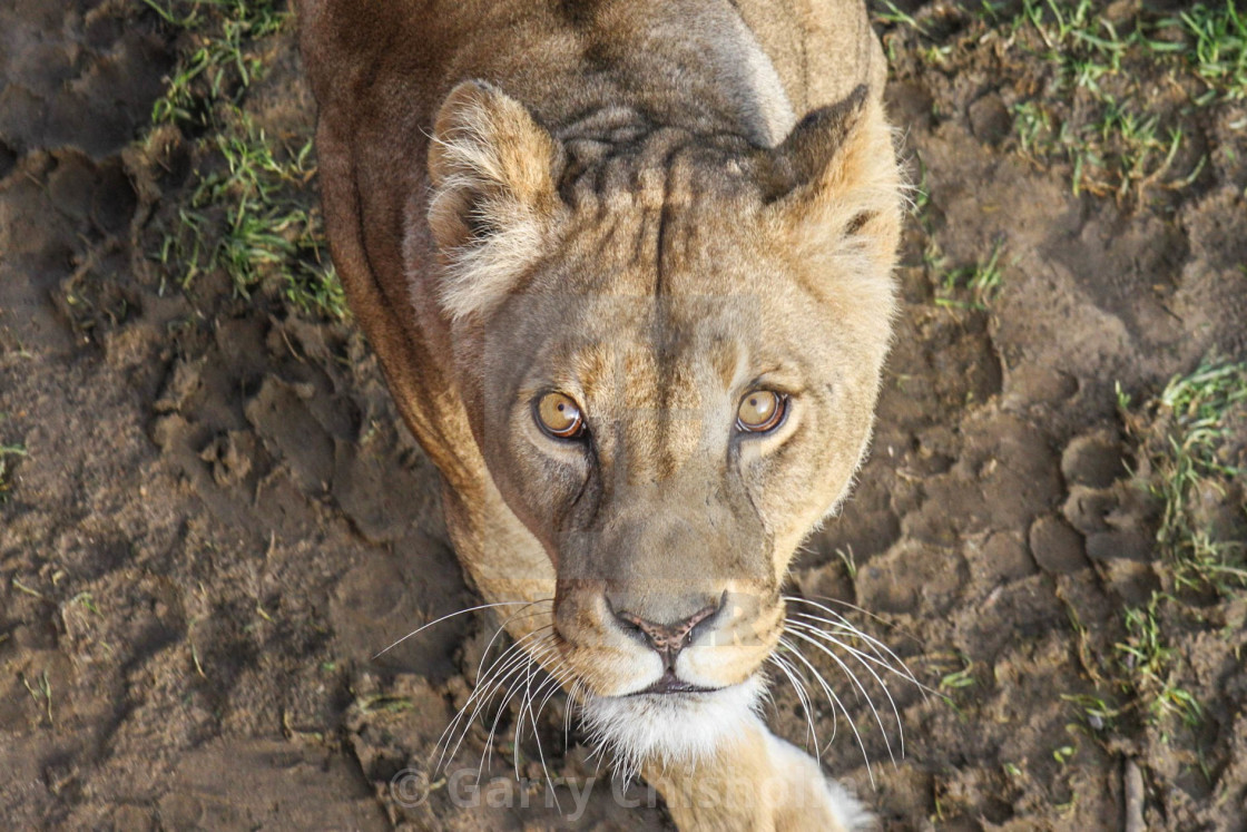 "Lunchtime!" stock image