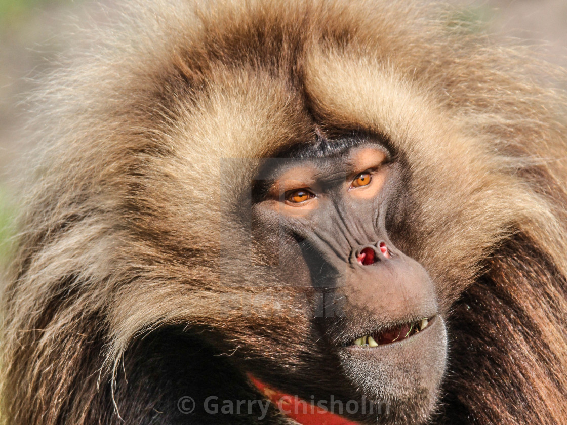 "Gelada" stock image