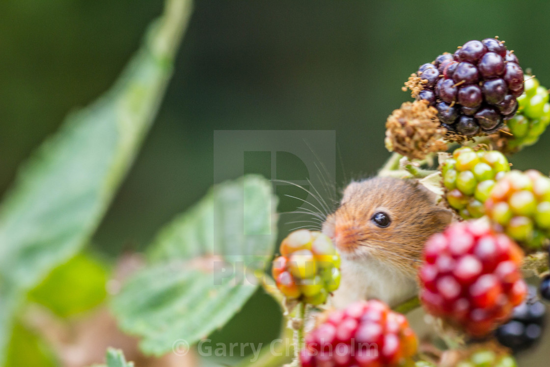 "Berry nice" stock image