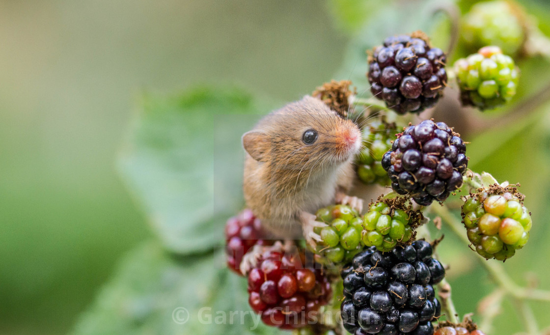 "Berry tempting" stock image