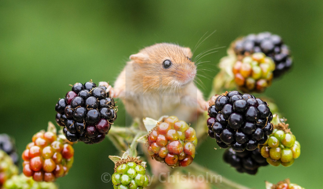 "Berries here there & everywhere" stock image