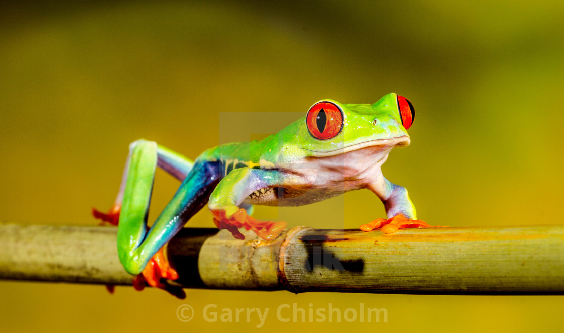 "On the march" stock image