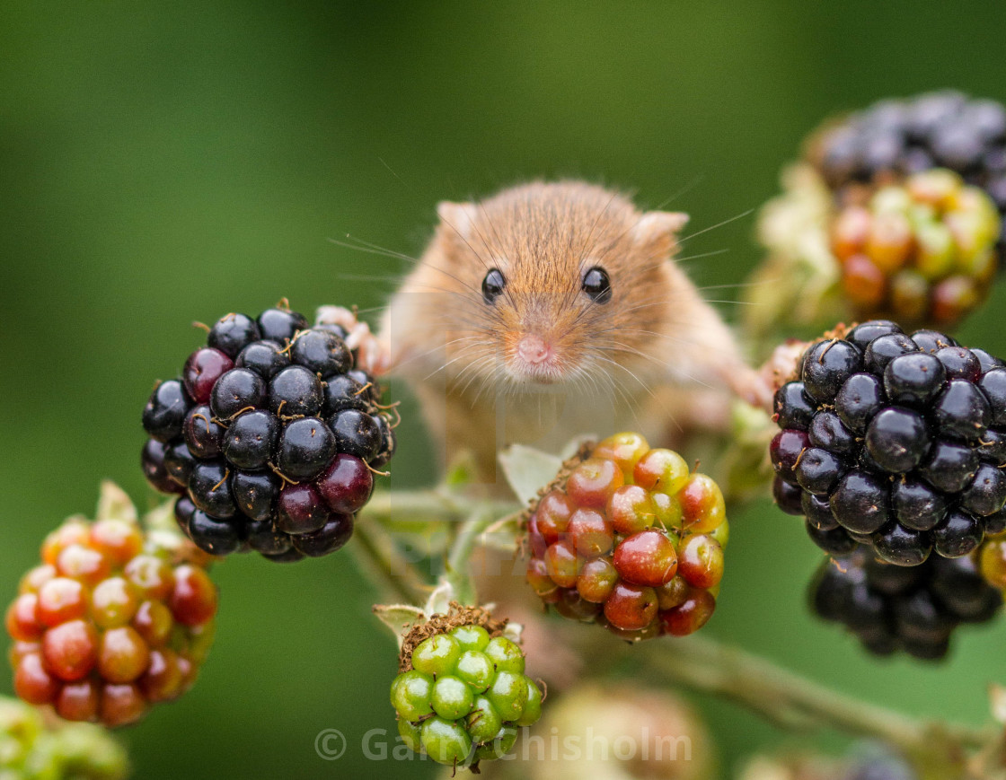 "These berries are mine!" stock image