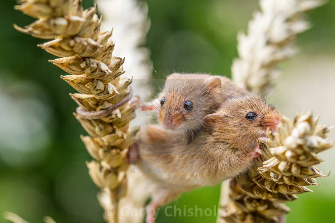 "Getting in a tangle" stock image