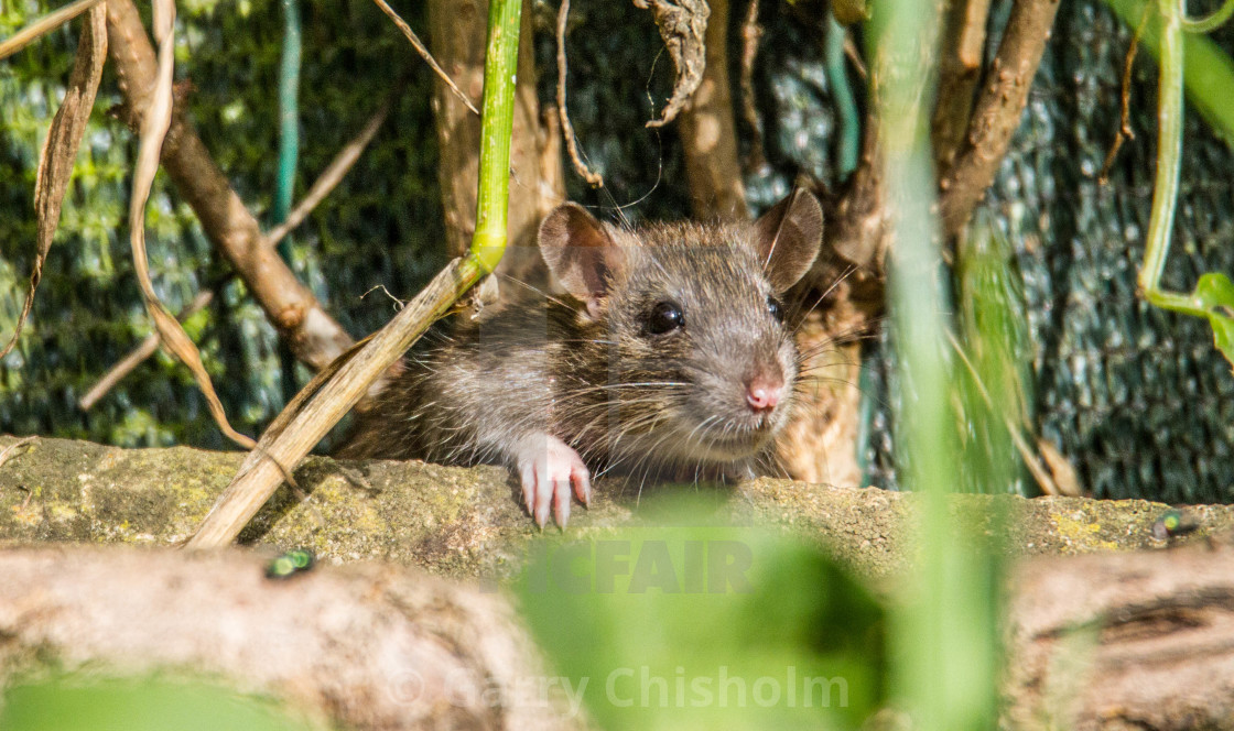 "Ratty" stock image