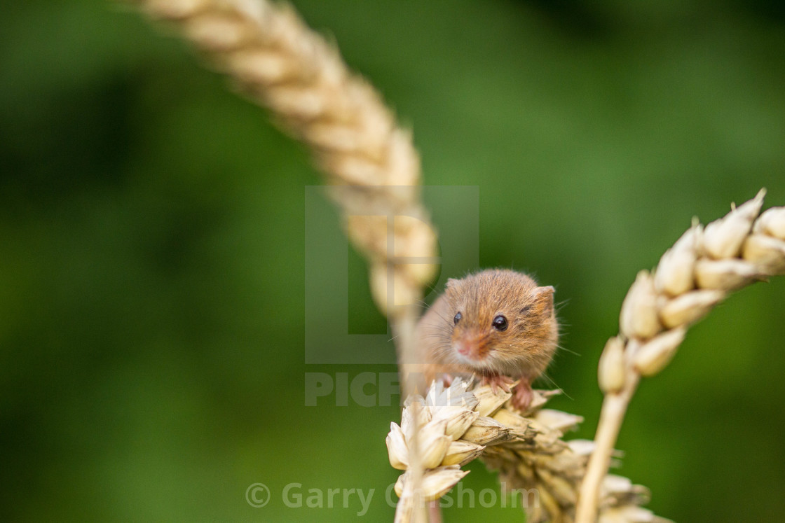 "The lookout" stock image