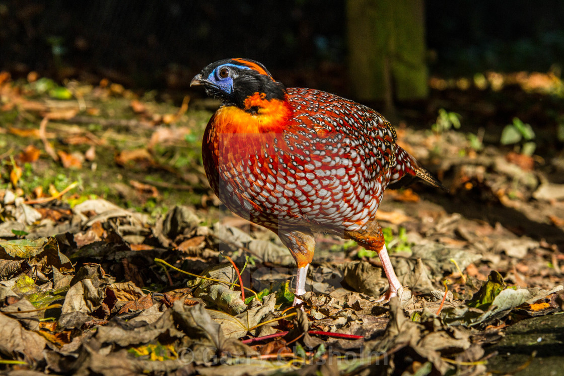 "Tragopan" stock image