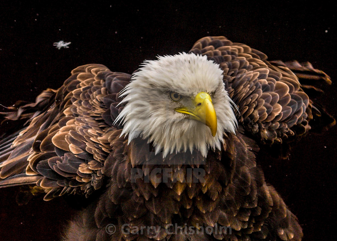 "Ruffled feathers" stock image