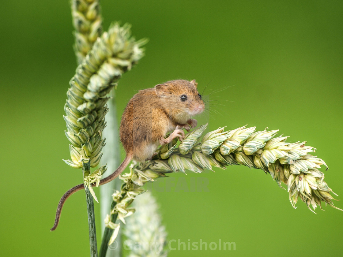 "The Harvest Mouse" stock image