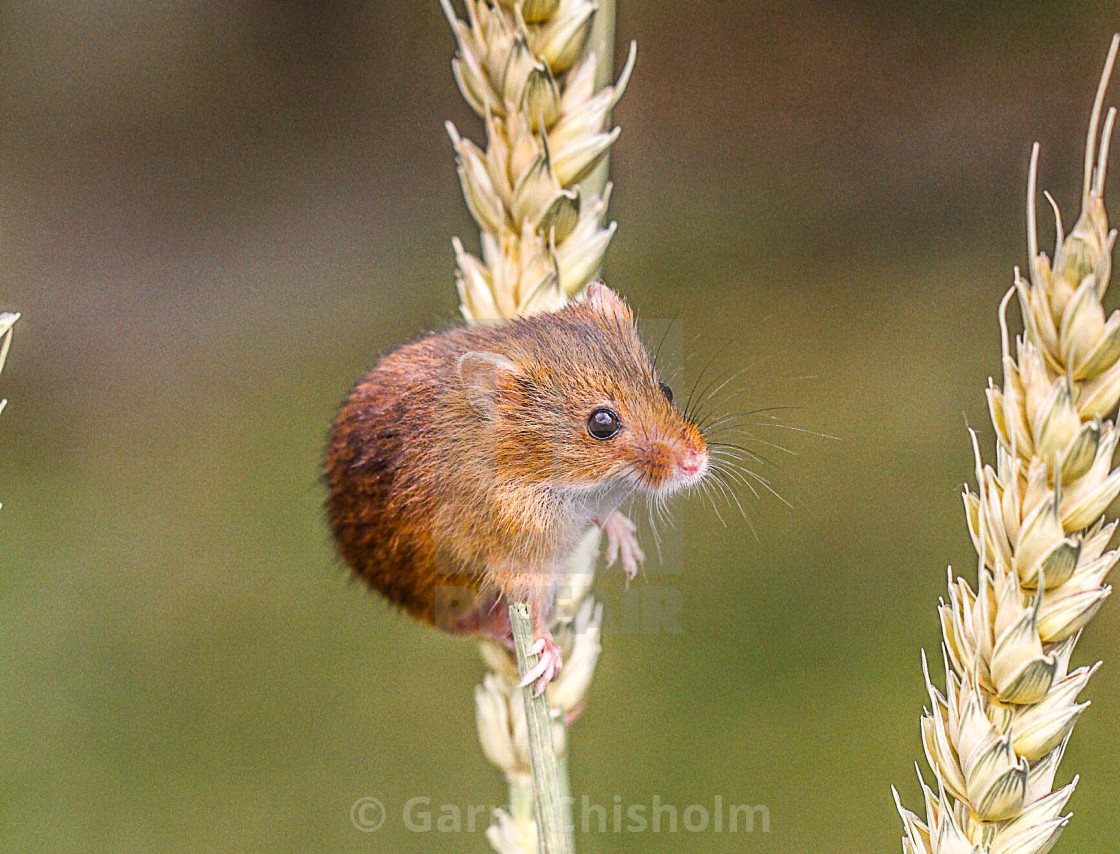 "Wheat mouse" stock image