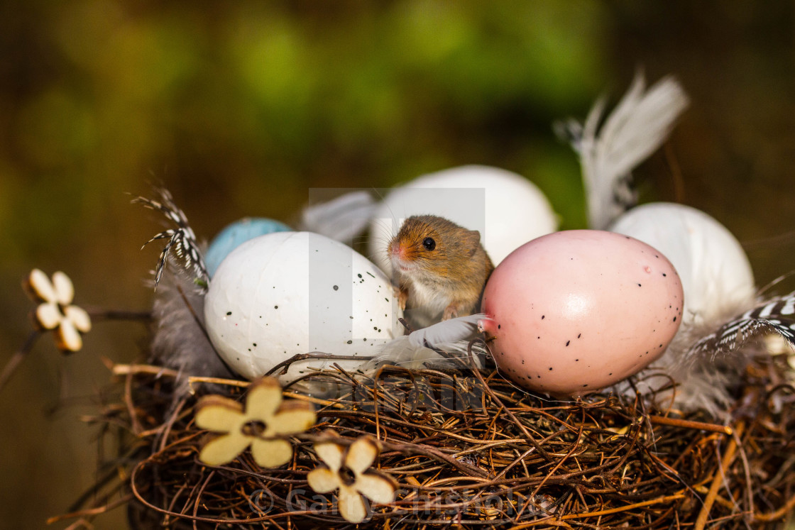 "Easter Mouse" stock image