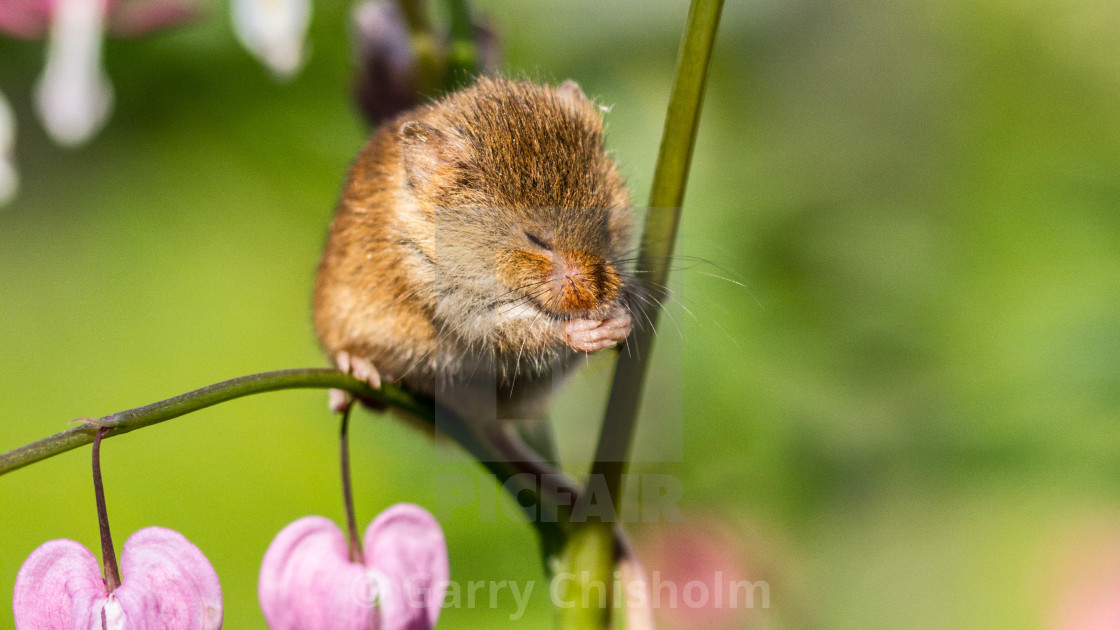 "The praying mouse" stock image