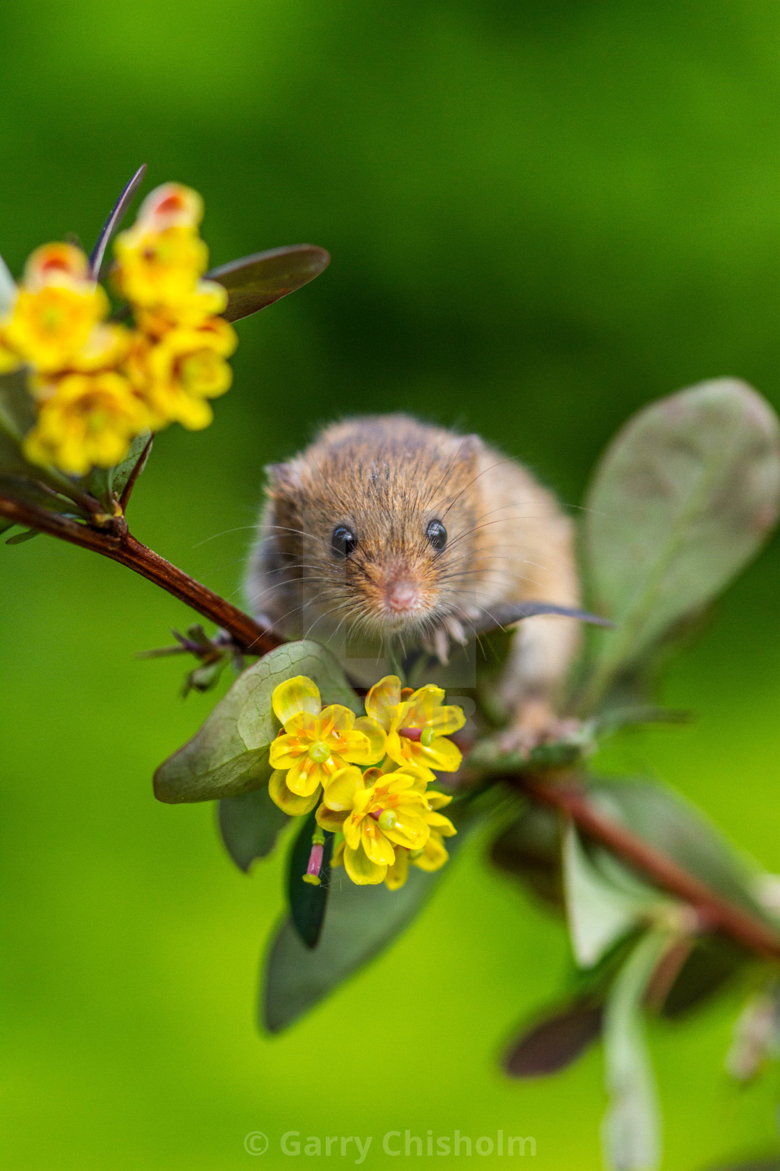 "Mellow yellow" stock image