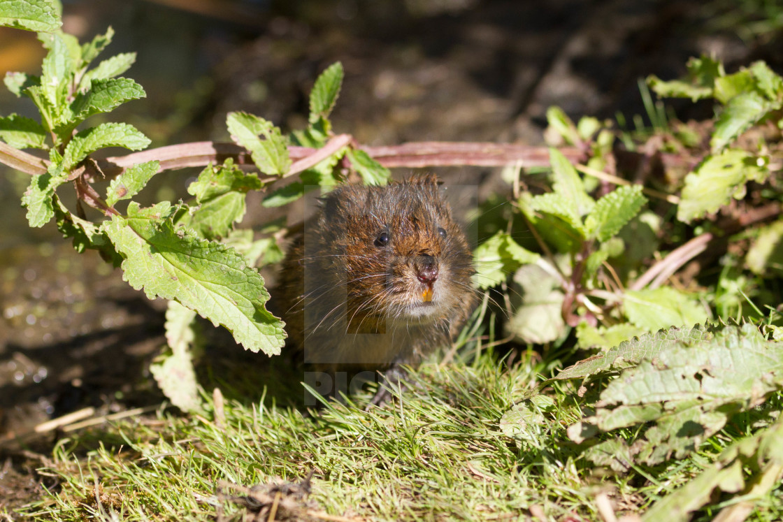 "Water Vole peekaboo" stock image