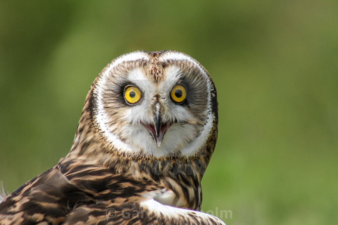 "Bright eyes" stock image