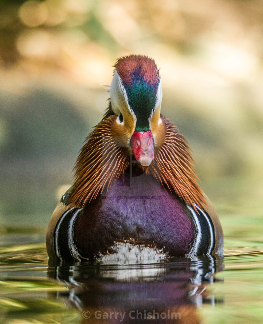 "Colourful nature" stock image