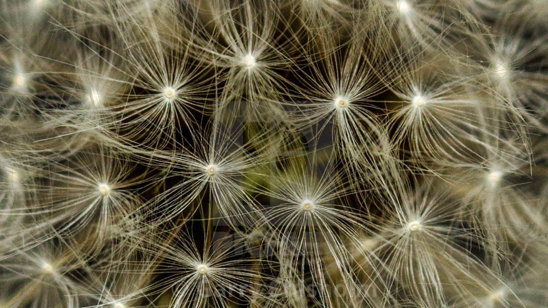 "Dandelion seed" stock image