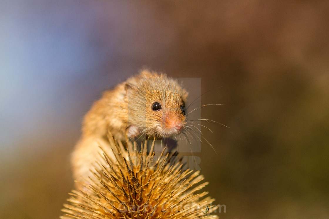 "Whiskers" stock image