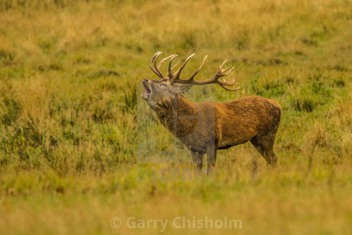 "Call of the wild" stock image