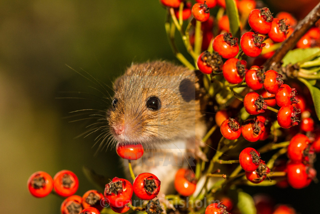 "Berry chin rest" stock image