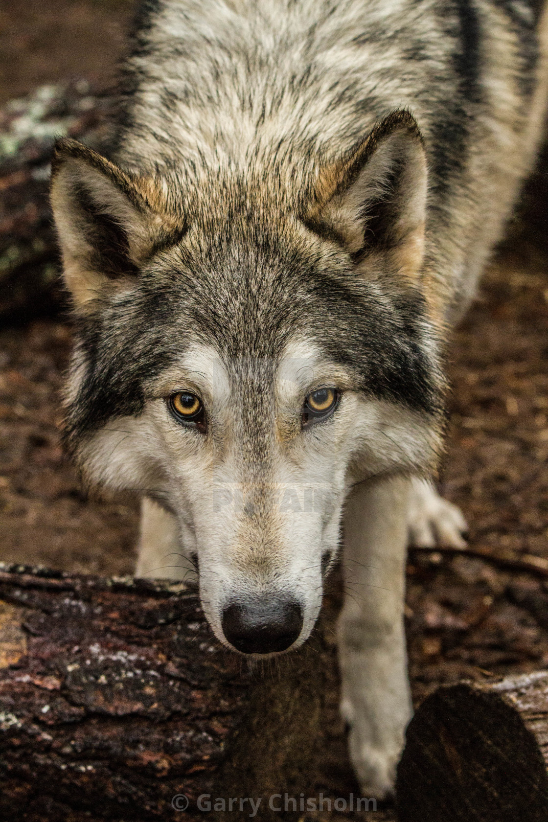 "Yukon" by Garry Chisholm - $12.07 "Yukon" stock image