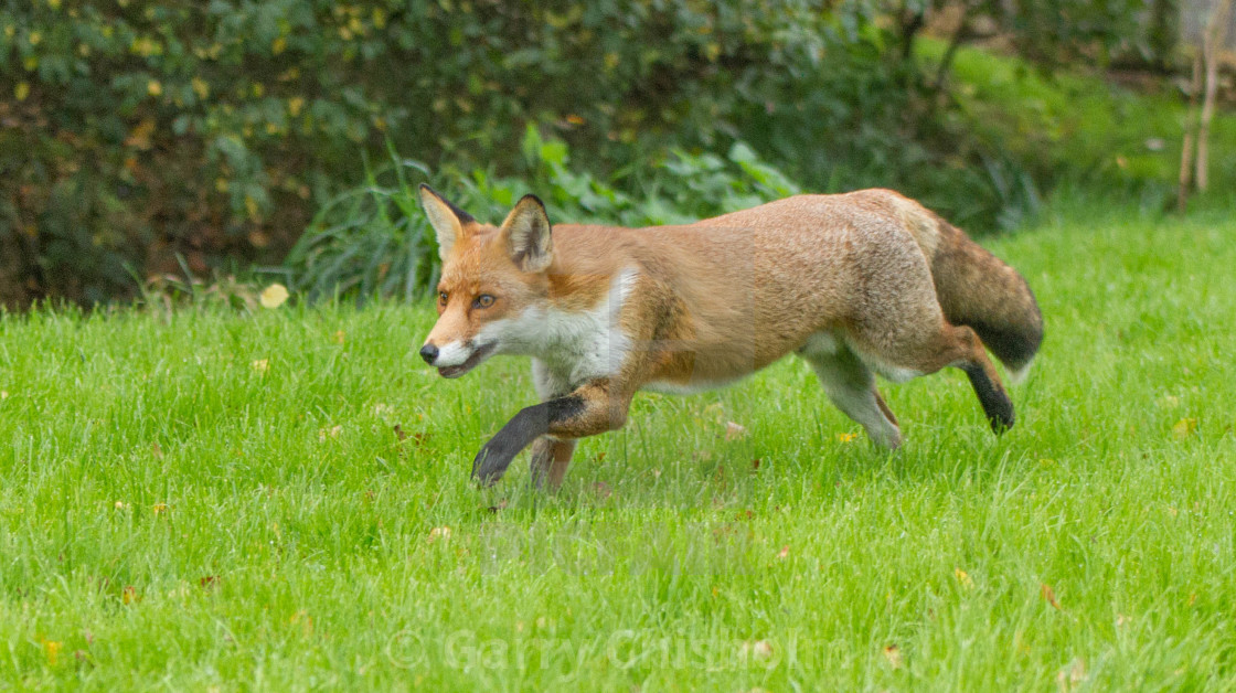 "Doing the foxtrot" stock image