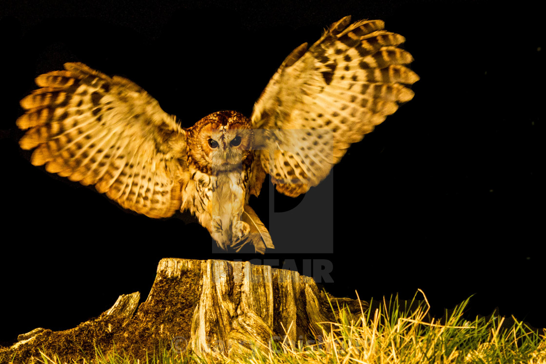 "Night owl" stock image