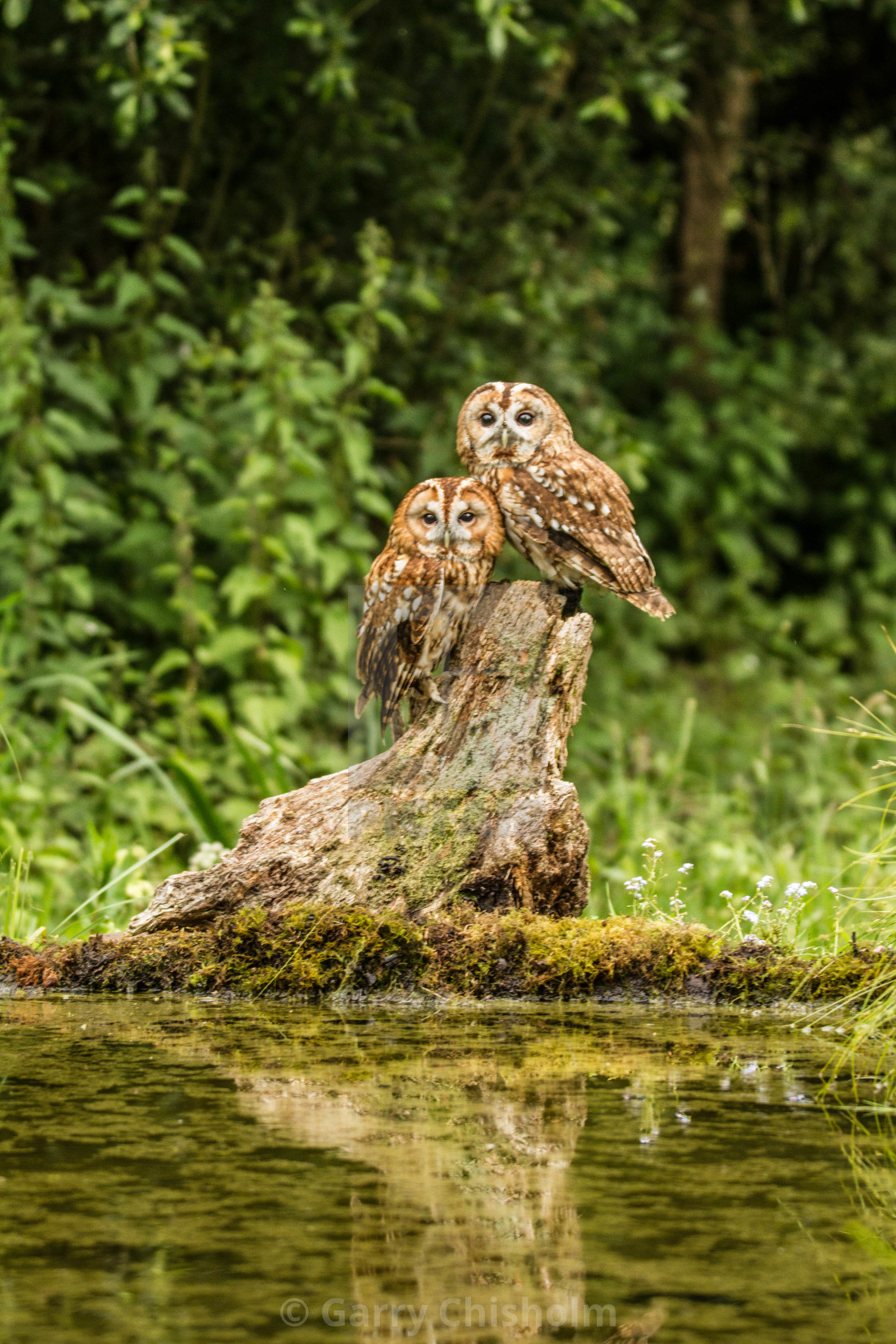 "Happy couple" stock image