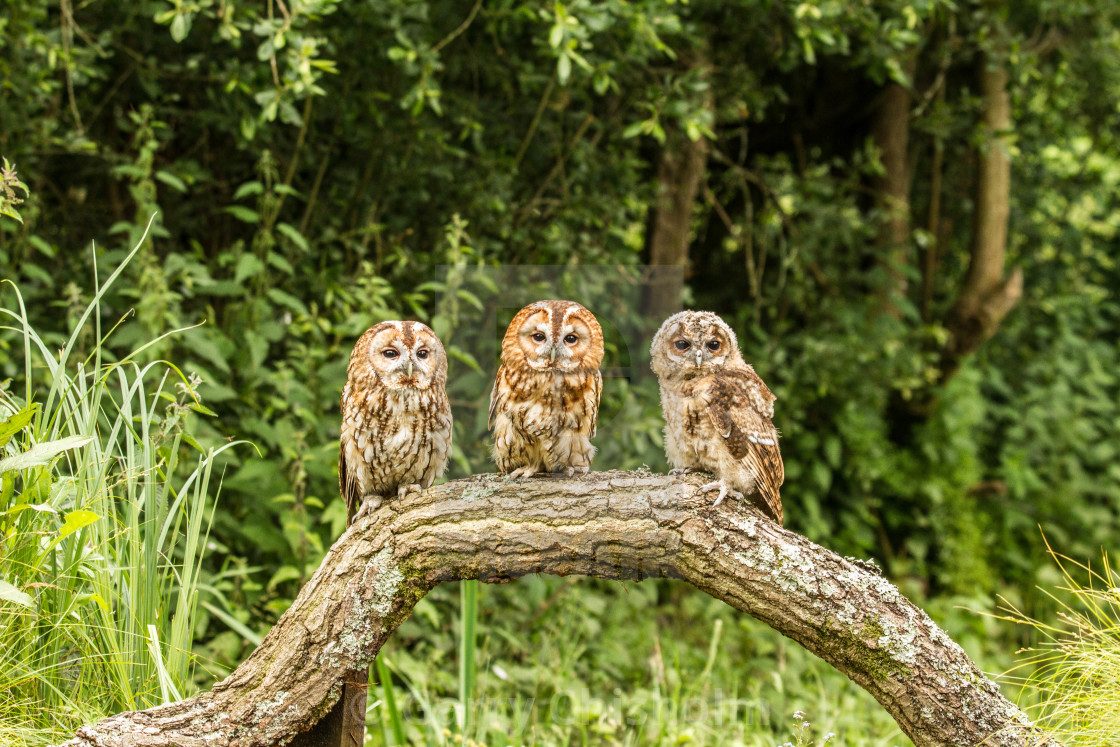 "The three stooges" stock image