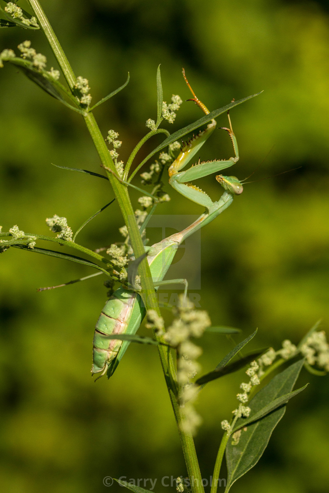 "Praying Mantis" stock image