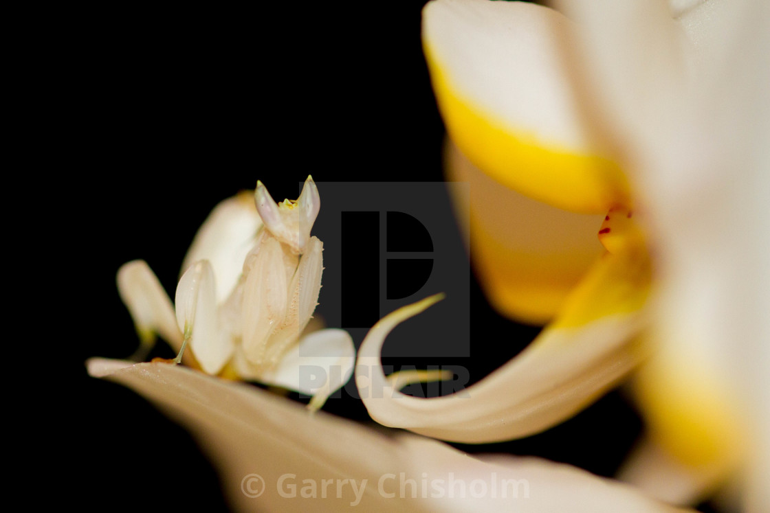 "Orchid Mantis" stock image